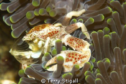 Porcelain crabs are not that big.  This little guy was si... by Terry Stigall 